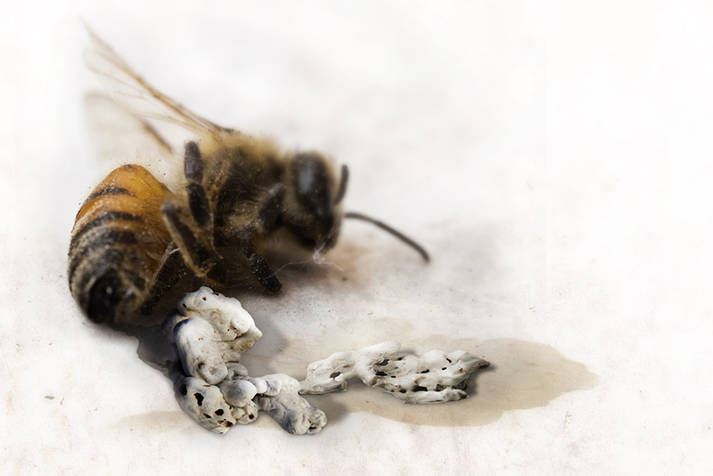 Illustration for article titled Concrete-Printing Bees And Other Living 3D Printers